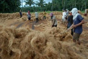 manfaat sabut kelapa untuk pertanian