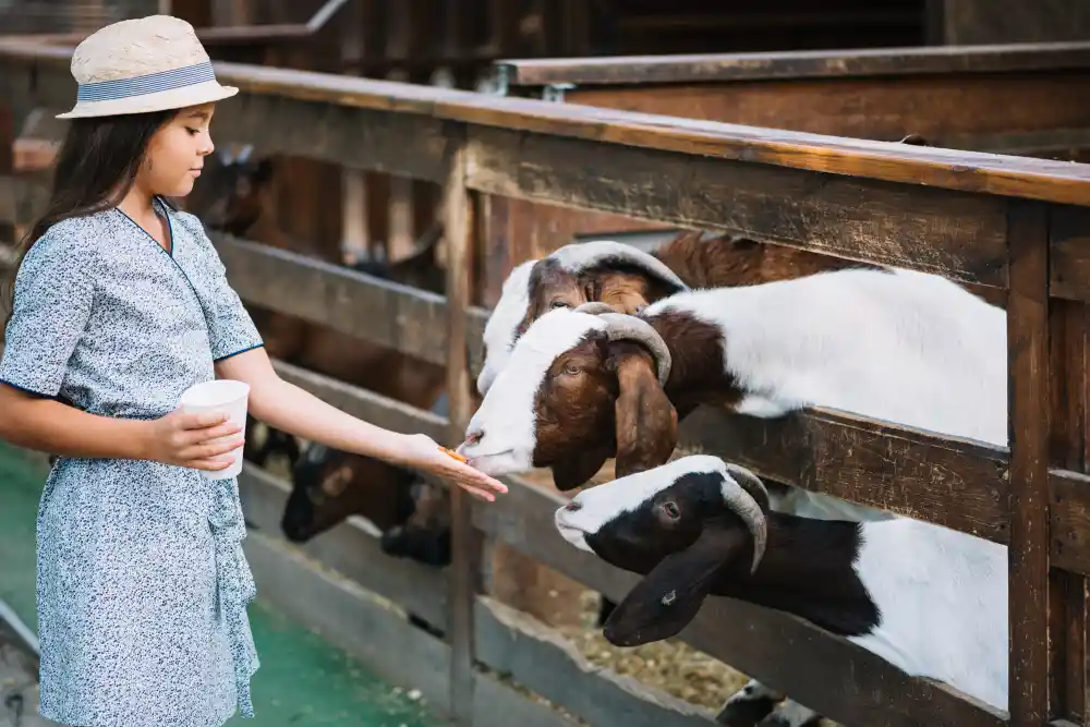 cara mengelola ternak kambing modern