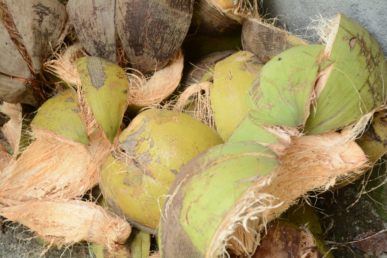 Cara mengolah sabut kelapa menjadi serat halus