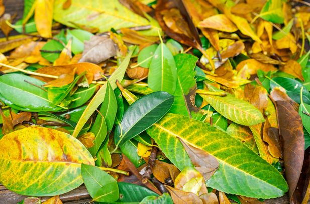 cara mengolah sampah daun
